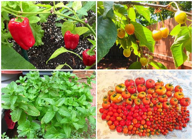 4 năm amp;#34;tự tay làm hếtamp;#34;, mẹ Mỹ gốc Việt biến mảnh đất trống thành vườn đẹp như công viên - 6