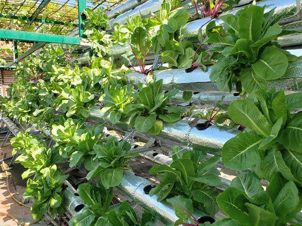 Ông bố Đà Nẵng chăm dưa lê, rau ngoại mơn mởn trên sân thượng siêu rộng - 1