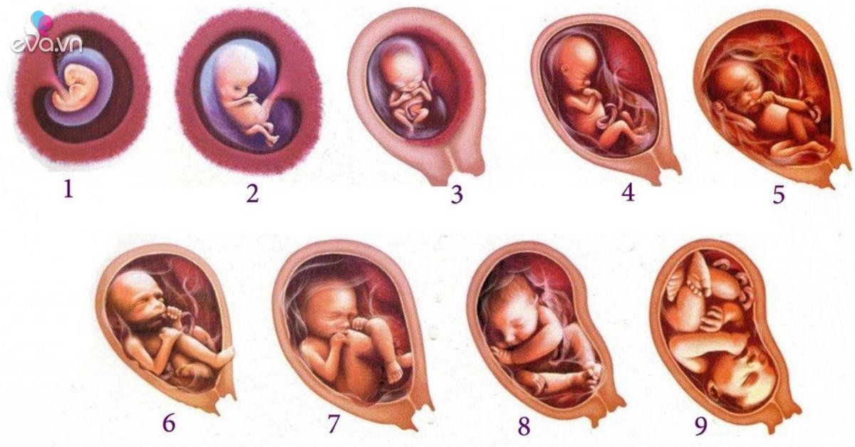 Sự phát triển của thai nhi trong bụng suốt 9 tháng thai kỳ: Nhiều ...