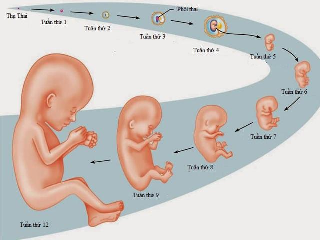 Sự phát triển của thai nhi trong bụng suốt 9 tháng thai kỳ: Nhiều ...