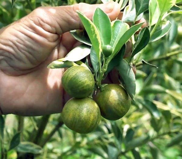 Vườn tắc cẩm thạch 2 màu kẻ sọc hiếm có khó tìm độc nhất miền Tây - 1