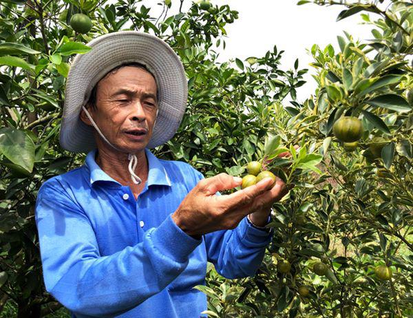 Vườn tắc cẩm thạch 2 màu kẻ sọc hiếm có khó tìm độc nhất miền Tây - 2