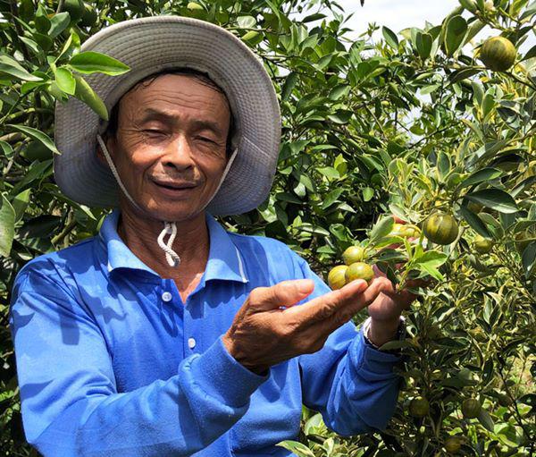 Vườn tắc cẩm thạch 2 màu kẻ sọc hiếm có khó tìm độc nhất miền Tây - 3