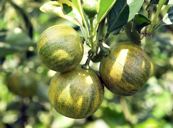 Vườn tắc cẩm thạch 2 màu kẻ sọc hiếm có khó tìm độc nhất miền Tây - 4