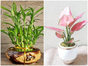 4 loại cây nghe tên đã thấy giàu, đặt bàn thờ gọi tài lộc gấp 10 lần 4 loại cây nghe tên đã thấy giàu, đặt bàn thờ gọi tài lộc gấp 10 lần