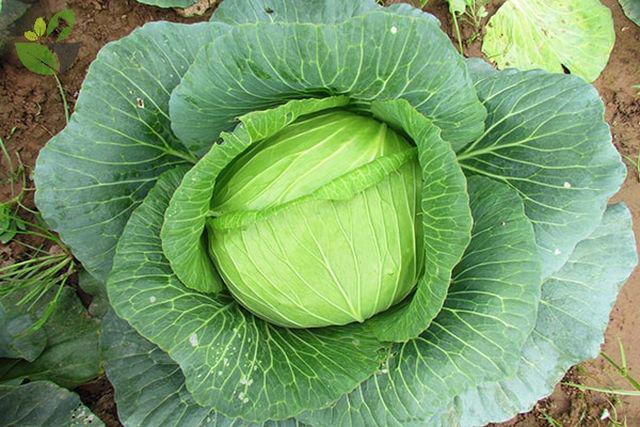 4 loai thuc pham “re tien” giup lam sach mach mau, bao ve tim mach va ngua dot quy - 4