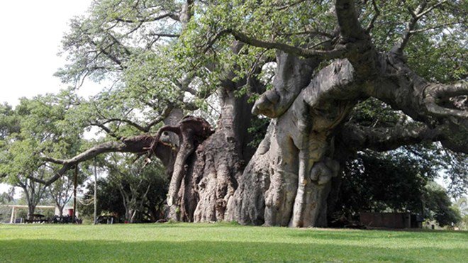 Bí mật tuyệt vời cất giấu bên trong cây đại thụ 6000 năm tuổi - 1