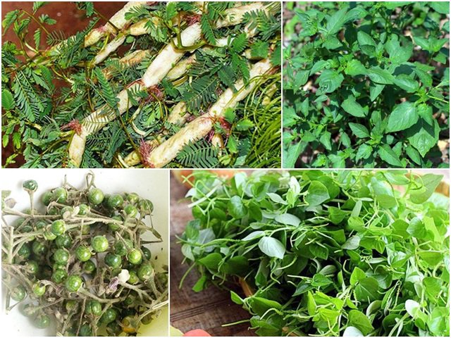5 loại rau mọc hoang đầy đường ở Việt Nam, nay dân đem về trồng hái núi tiền