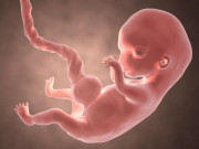 Sự phát triển của thai nhi theo tuần: Tam cá nguyệt thứ nhất