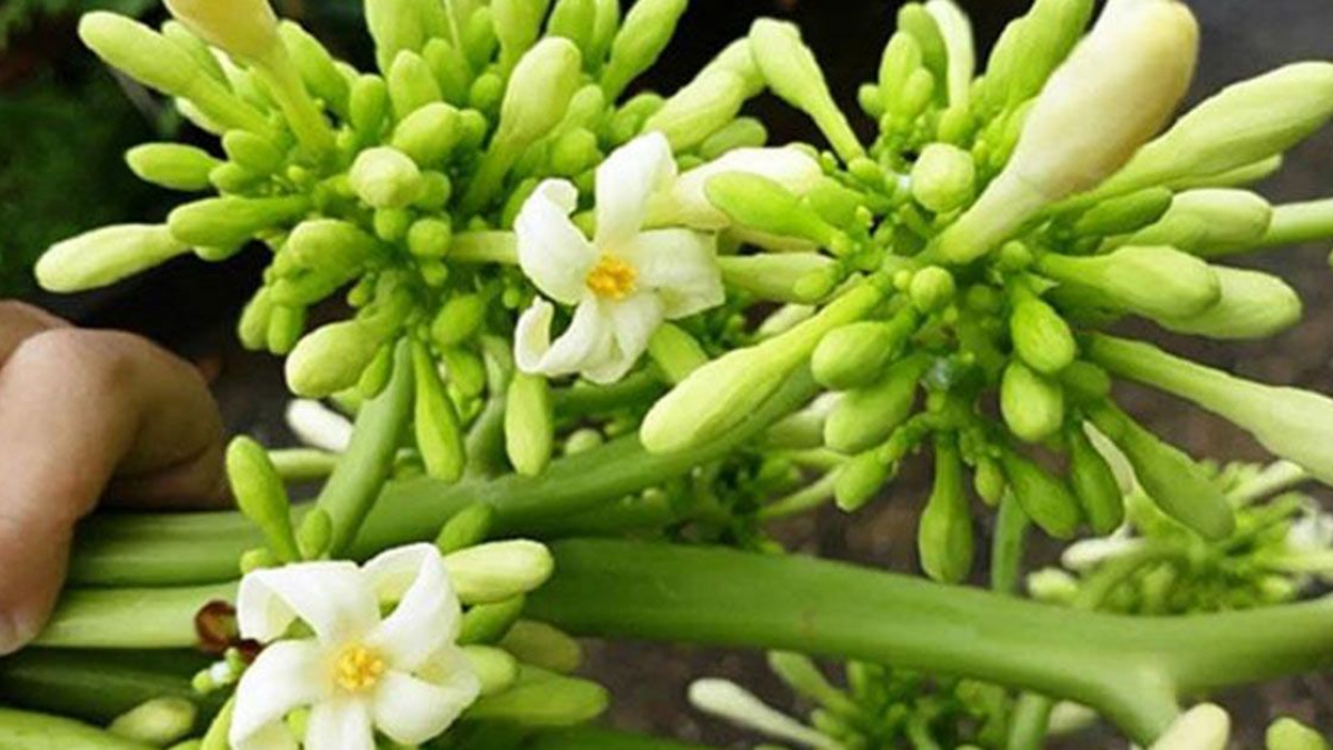 6 Tác Dụng Của Hoa Đu Đủ Đực Và Cách Sử Dụng Điều Trị Bệnh