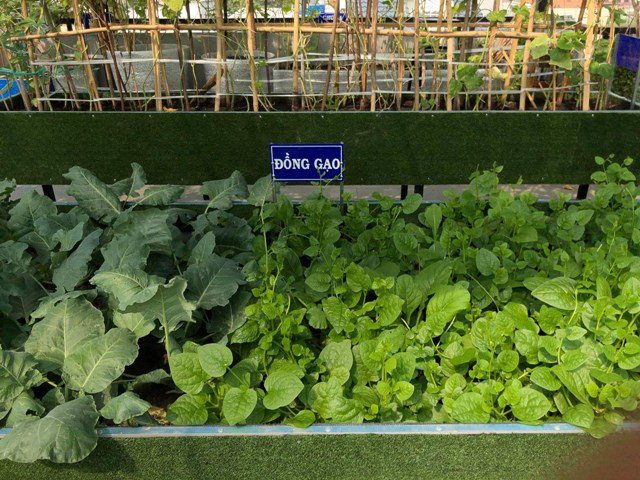 Vườn rau sân thượng Sài Gòn: Hãy đến với vườn rau sân thượng Sài Gòn và cảm nhận sự xanh tươi của thiên nhiên bao phủ khắp không gian. Với hàng trăm loại rau sạch, bạn có thể trồng tự do và thu hoạch mỗi ngày. Không chỉ tốt cho sức khỏe, sân thượng rau cũng giúp bạn tiết kiệm được chi phí mua rau từ siêu thị. Nhanh tay ghé thăm và khám phá những điều bất ngờ tại vườn rau sân thượng Sài Gòn.