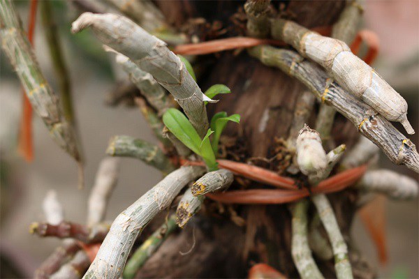 Kỹ thuật trồng lan trầm tím, vài tháng ra kết quả mỹ mãn - 5