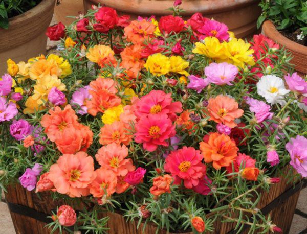 Hoa ban công mùa hè: Hứa hẹn bức tranh sắc màu tươi tắn và rực rỡ trên ban công của bạn với hoa ban công mùa hè. Hãy thưởng thức những phút giây bình yên và thư giãn với những bông hoa sống động này.