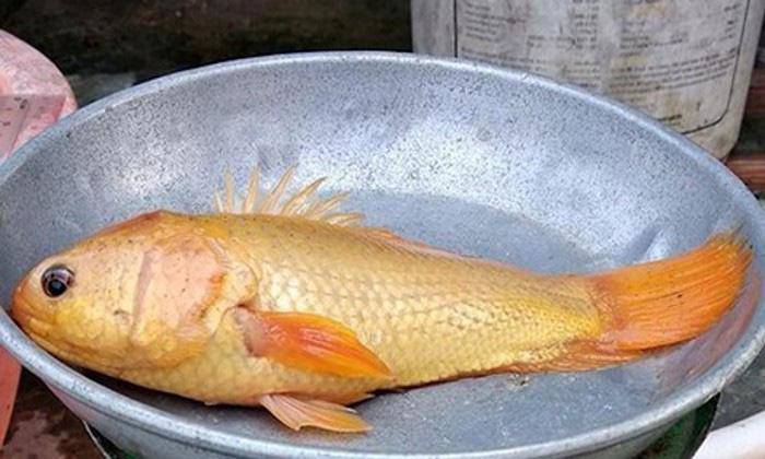 Cá trê râu 8 cọng và những siêu đột biến kỳ bí độc nhất đất Việt