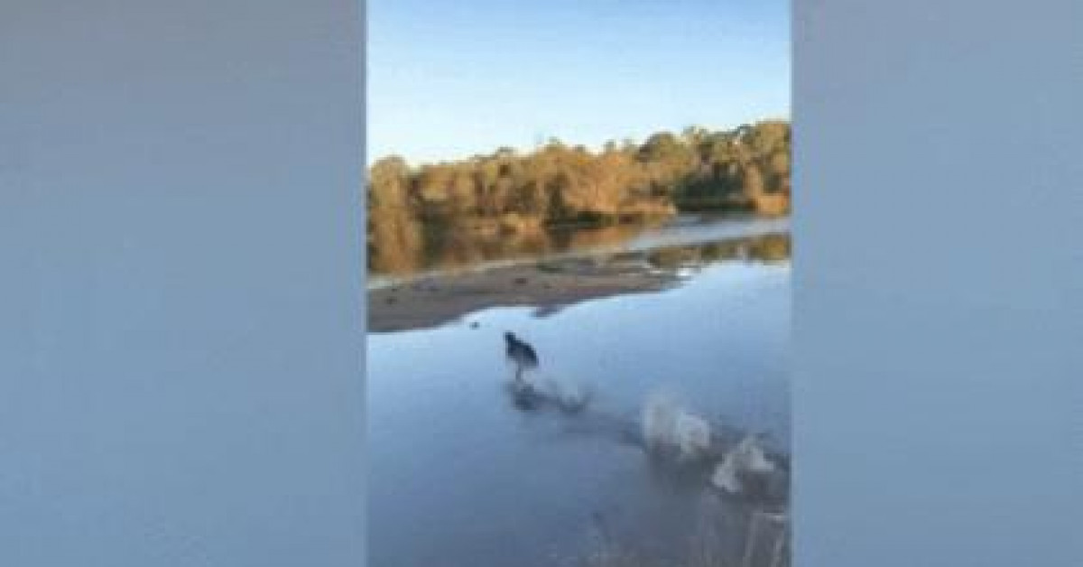 Không thể rời mắt trước cảnh chú chó khinh công trên mặt nước