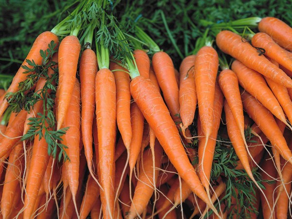 Ăn cà rốt giảm cân, ngừa ung thư nhưng 4 người này nên hạn chế ăn kẻo thiệt thân
