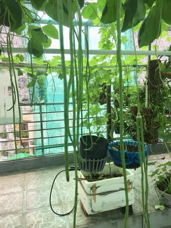 Nhà Celeb: Nghệ sĩ Trung Dân chuẩn người Nam bộ, tự trồng rau trên sân thượng 30m2 - 9