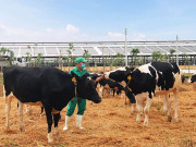 “Tất tần tật” về chế độ chăm sóc đàn bò sữa nhập khẩu tại trang trại Green Farm của Vinamilk