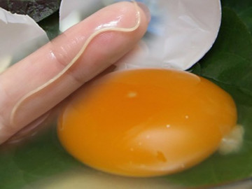 Xuất hiện clip lòng trắng trứng gà nghi bị nhiễm giun sán và nhận định của chuyên gia