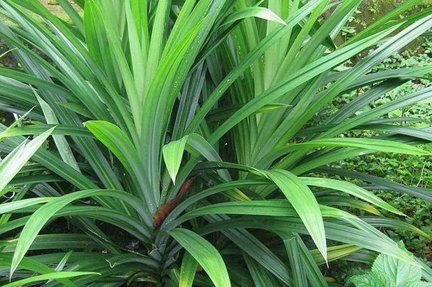 Lá dứa có tác dụng gì? Uống nước lá dứa có giảm cân không? - 1
