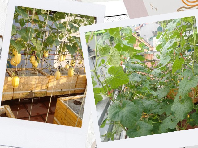Ông bố Phú Thọ làm vườn sân thượng theo bí quyết riêng, rau quả xanh tốt quanh năm
