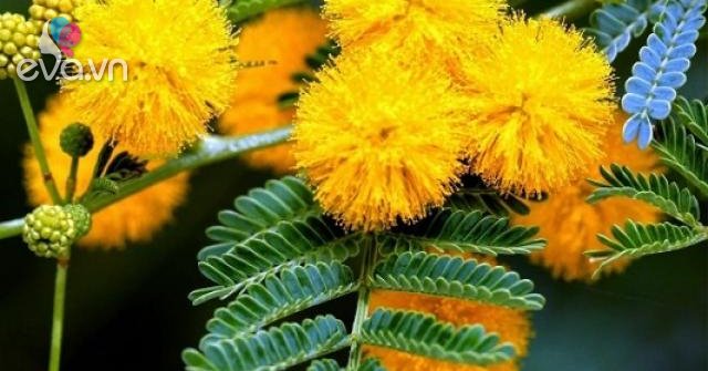 Hoa Mimosa là hoa gì? Ý nghĩa và cách trồng loài hoa đẹp độc lạ