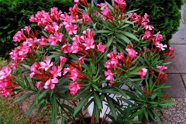 Cây Trúc Đào - Ý nghĩa, cách trồng và chăm sóc cây ra hoa đẹp