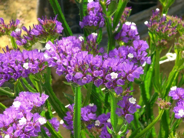 Hoa Salem - Đặc điểm, nguồn gốc, ý nghĩa và cách trồng