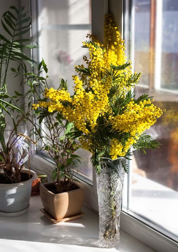 Hoa Mimosa là hoa gì? Ý nghĩa và cách trồng loài hoa đẹp độc lạ