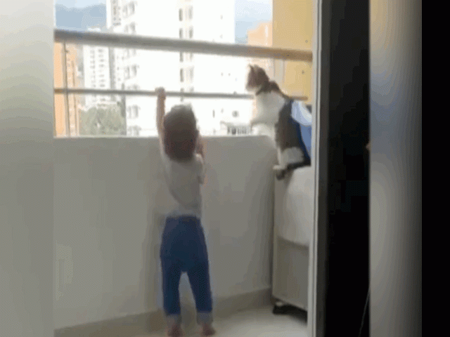 Mèo nhà tìm mọi cách cản em bé trèo lan can