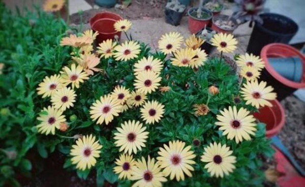 Nước đường trắng rất hữu ích, tưới một chút cho cây hoa, giúp rễ phát triển mạnh mẽ - 3