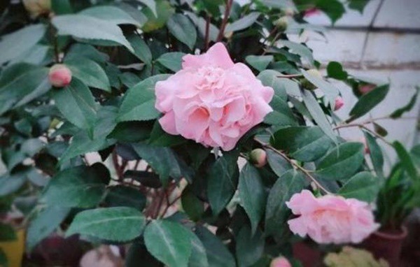 Nước đường trắng rất hữu ích, tưới một chút cho cây hoa, giúp rễ phát triển mạnh mẽ - 1