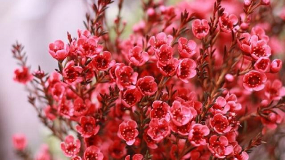 Ý nghĩa hoa Thanh Liễu, đặc điểm, cách trồng và cắm hoa sao cho ...