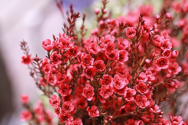 Ý nghĩa hoa Thanh Liễu, đặc điểm, cách trồng và cắm hoa sao cho bền lâu - 6