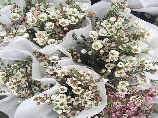 Ý nghĩa hoa Thanh Liễu, đặc điểm, cách trồng và cắm hoa sao cho bền lâu - 5