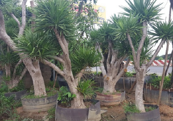 Cây Phát Tài Núi: Hình ảnh, đặc điểm, cách chăm sóc giúp cây ra hoa đẹp - 1