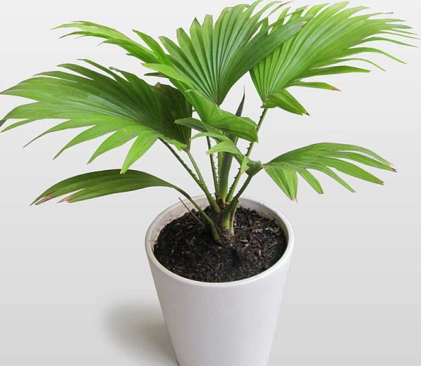 Cây cọ cảnh: Đặc điểm, ý nghĩa phong thủy và cách chăm sóc cho cây - 1