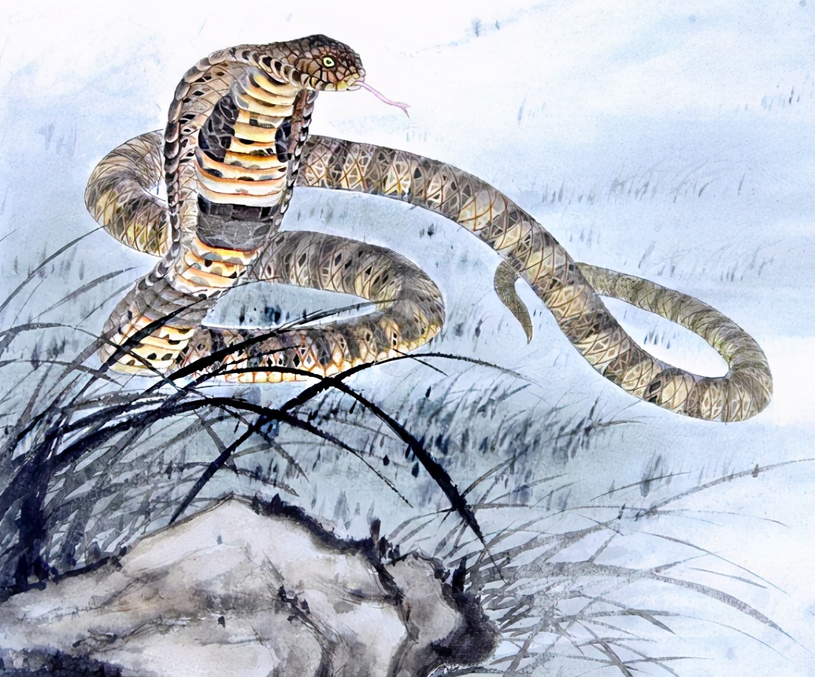 Tuổi Tỵ sinh vào những tháng này muốn nghèo cũng khó - 5