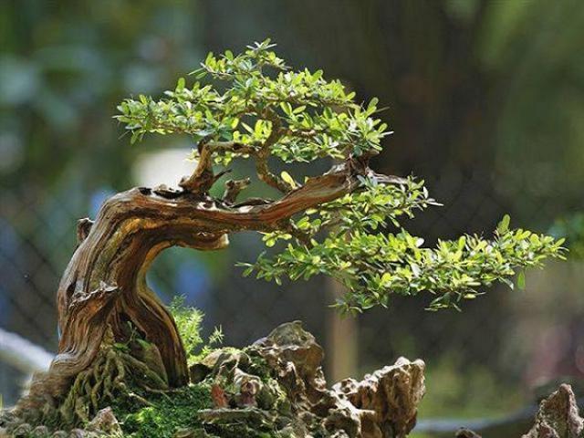 Cây Linh Sam: Đặc điểm, ý nghĩa và cách trồng loài cây độc đáo