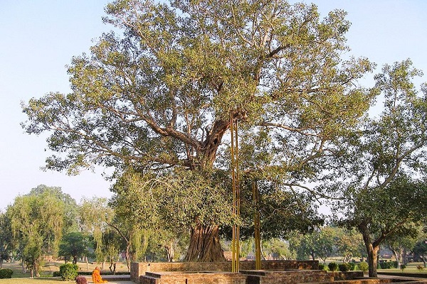 Cây Bồ Đề: Hình ảnh, đặc điểm, ý nghĩa phong thủy và cách trồng - 1