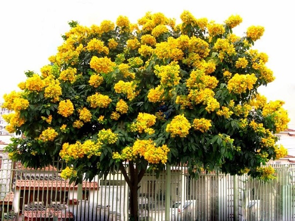 Cây Giáng Hương: Phân loại, ý nghĩa, cách trồng và thu hoạch - 1