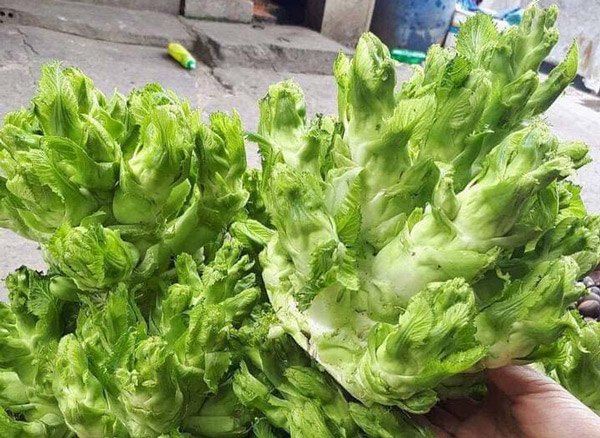 Rau mầm đá có tác dụng gì? Cách chế biến rau mầm đá - 1