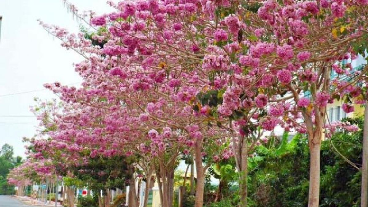 Cây Kèn Hồng: Hình Ảnh, Đặc Điểm, Ý Nghĩa Và Cách Trồng Tốt Nhất