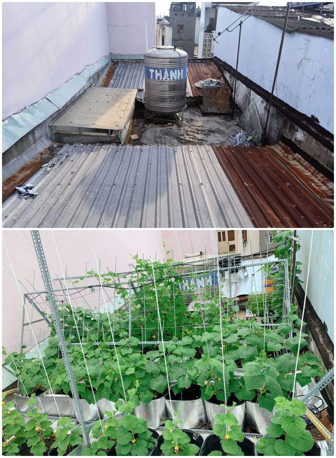 Mẹ 9X cải tạo 3m2 mái tôn làm vườn, bội thu rau quả cả nhà ăn không hết - 7