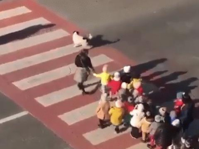 Chó hoang bảo vệ trẻ em băng qua đường