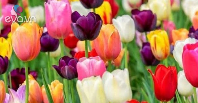 Ý nghĩa hoa Tulip vàng, đỏ, trắng, hồng, tím trong tình yêu và đời sống