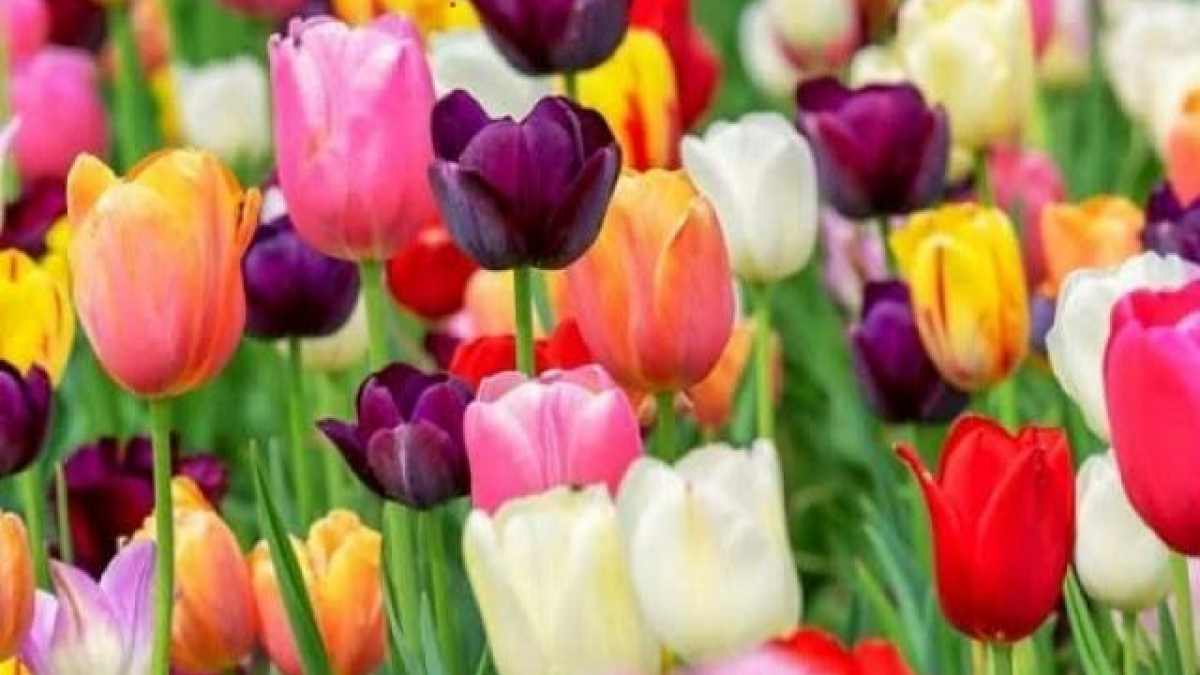 Ý nghĩa hoa tulip vàng đỏ tím xanh hồng đen trắng   Freenatureanimalbutterflywallpapercom