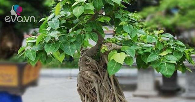 10 Cây cảnh bonsai đẹp nhất và cách chăm sóc cây ... - Eva ( https://eva.vn › Nhà đẹp ) 