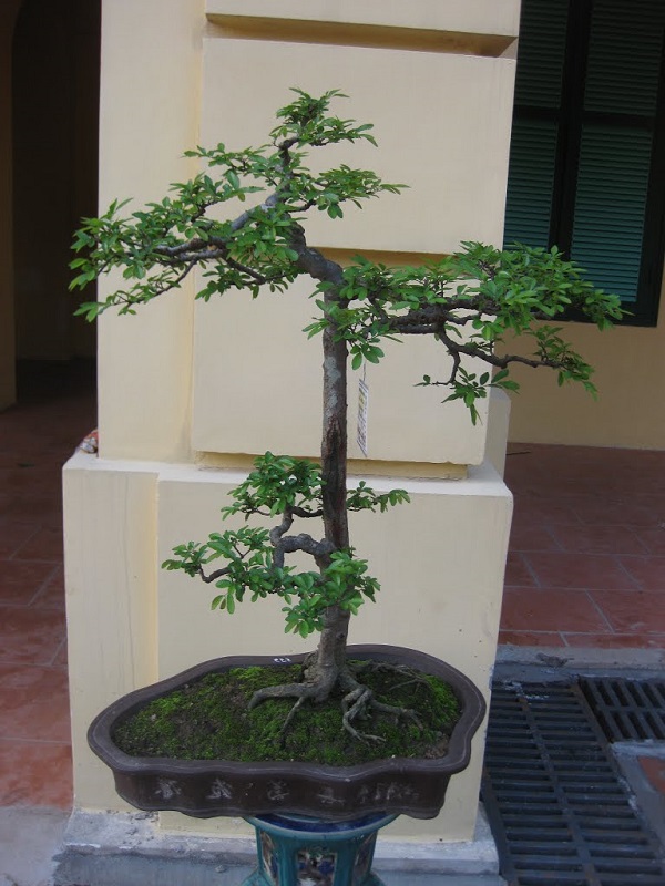 10 Cây cảnh bonsai đẹp nhất và cách chăm sóc cây bonsai đúng kỹ thuật - 17