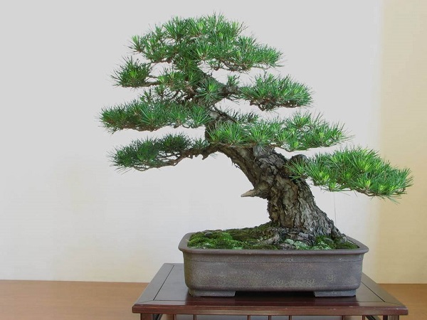 10 Cây cảnh bonsai đẹp nhất và cách chăm sóc cây bonsai đúng kỹ thuật - 14